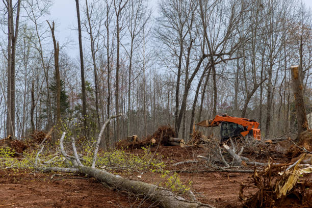 How Our Tree Care Process Works  in  Woodville, AL